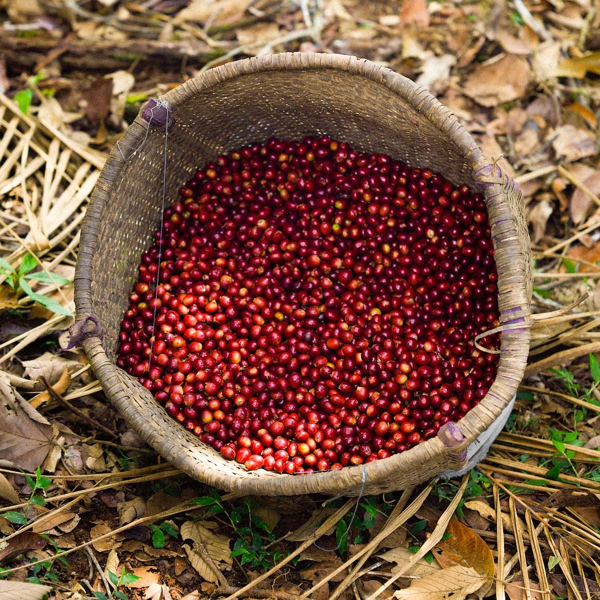 Seasonal Blend Coffee