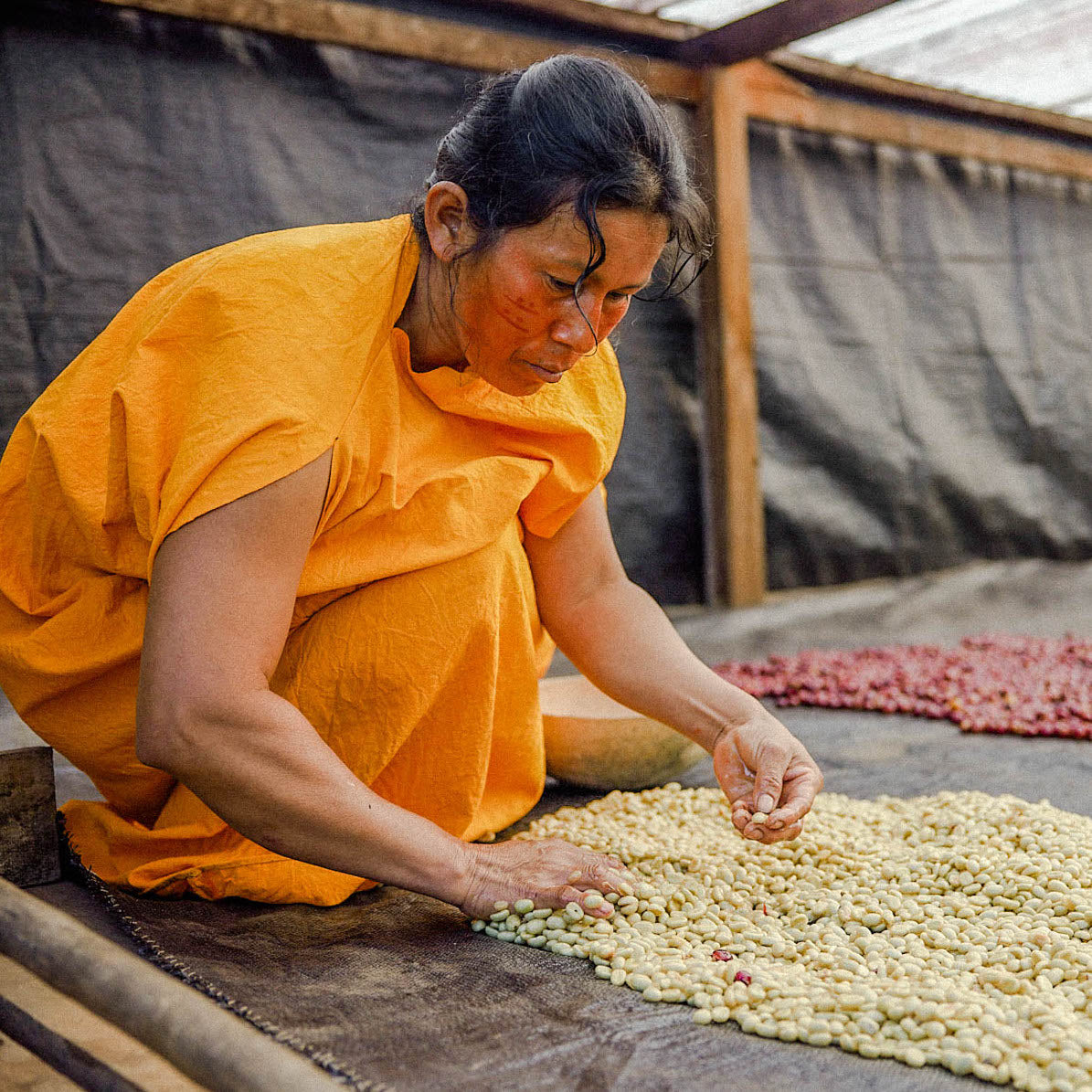 Dalia Casancho Indigenous Coffee