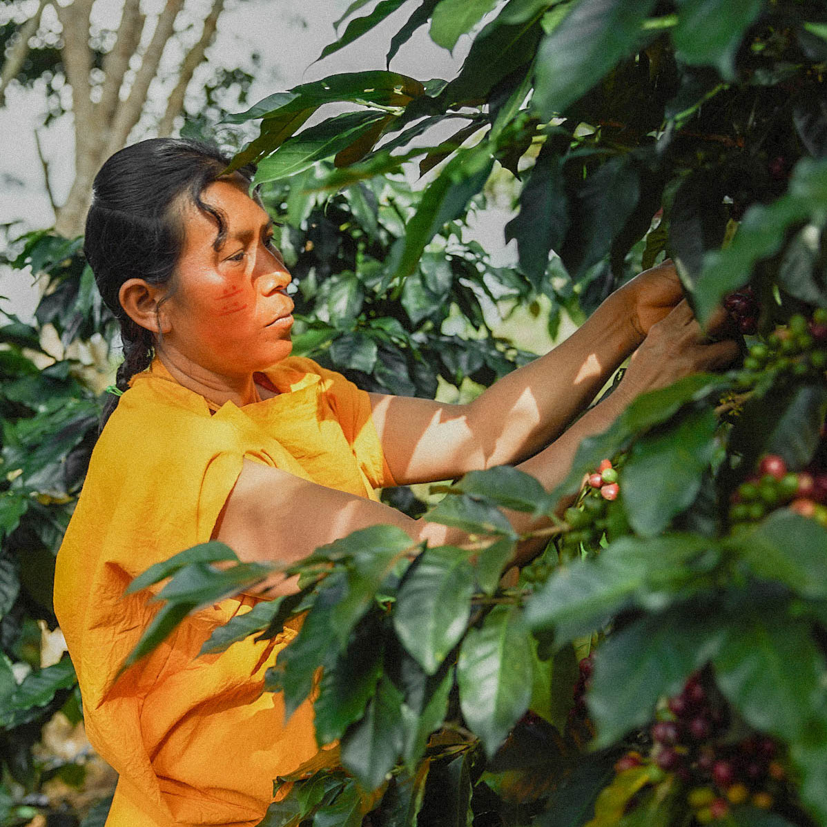 Dalia Casancho Indigenous Coffee