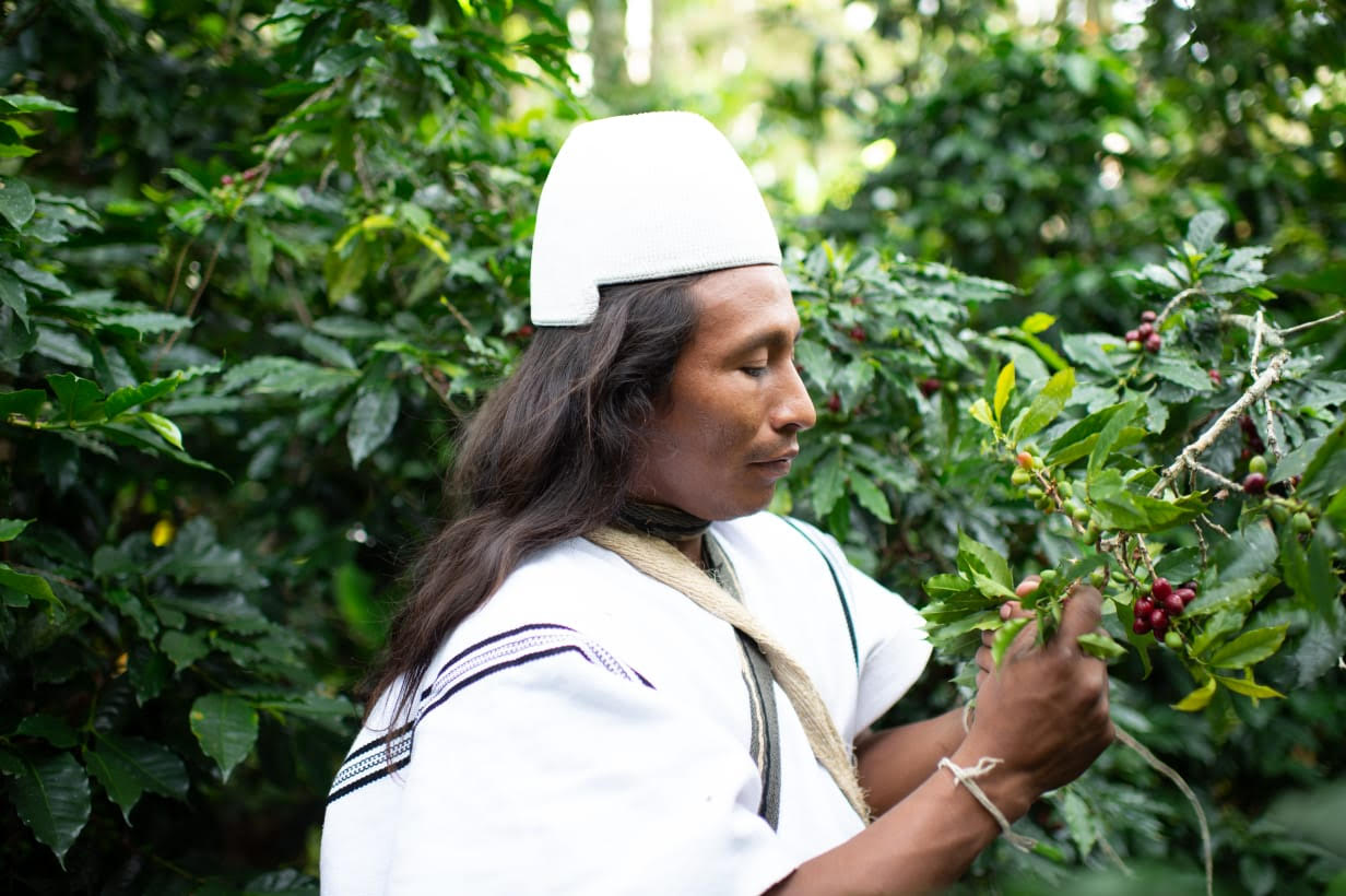 Arhuaco community member picking coffee