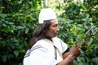 Arhuaco community member picking coffee