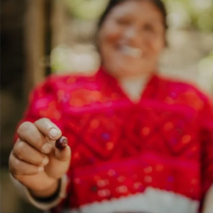 Mayan Tzeltal Indigenous Community Coffee