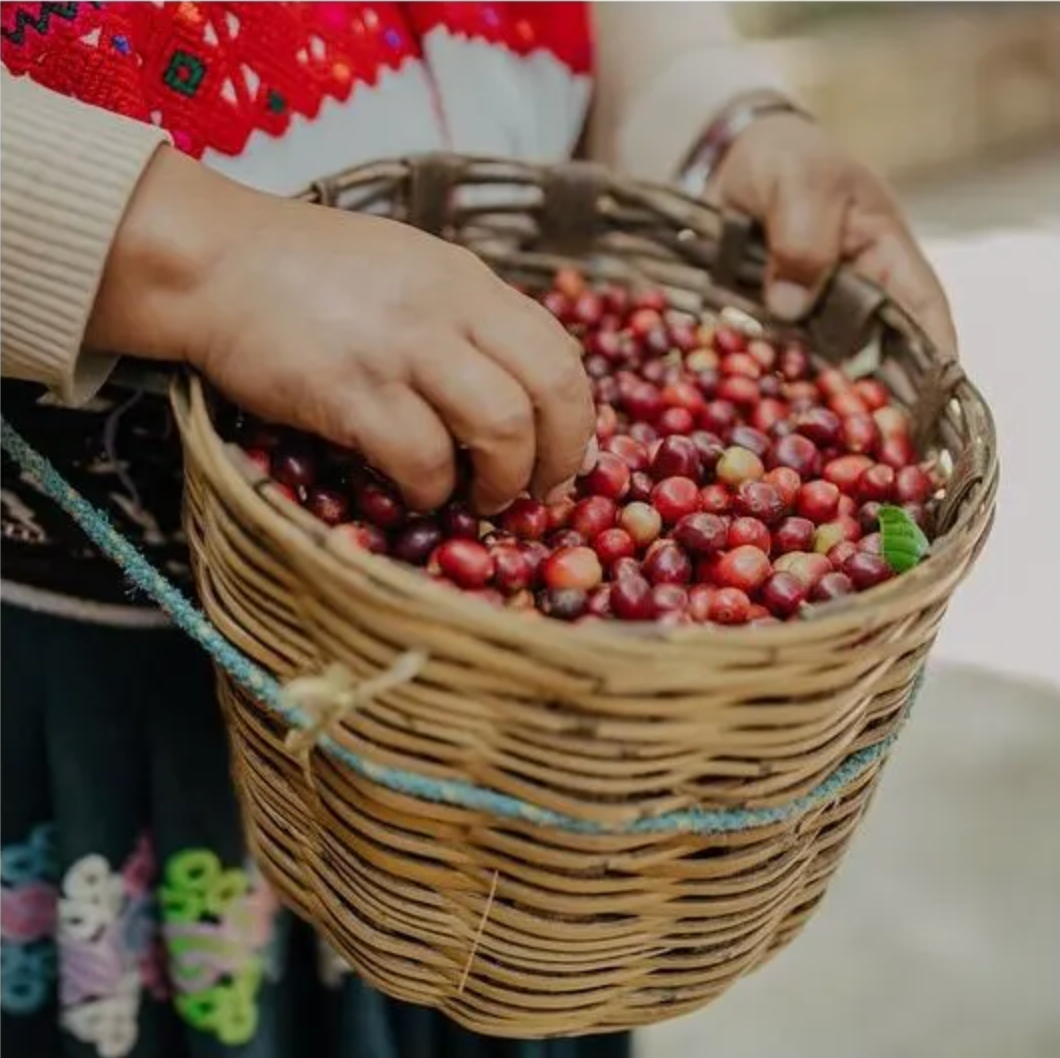 Mayan Tzeltal Indigenous Community Coffee