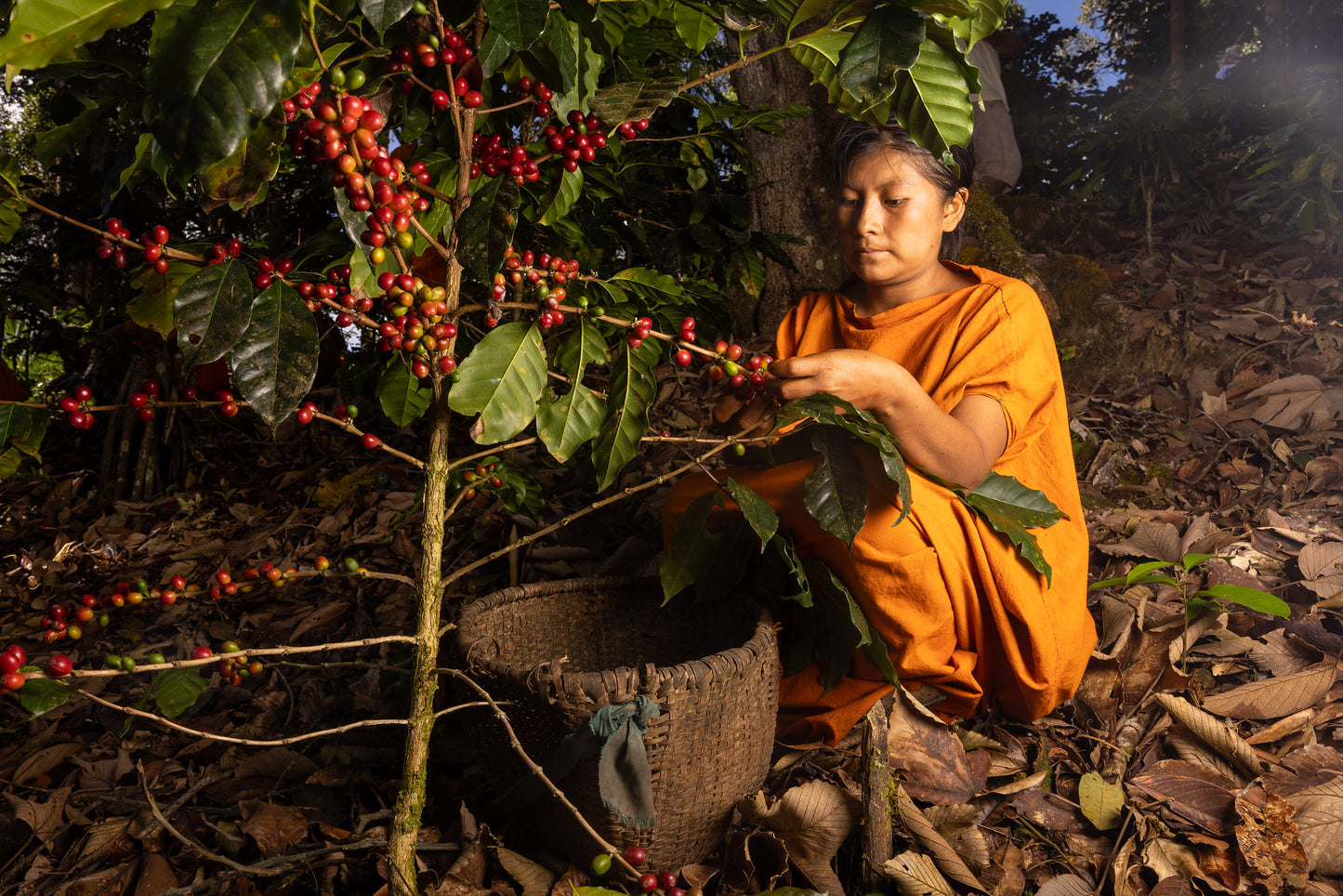 Yaguara Monthly Coffee Subscription