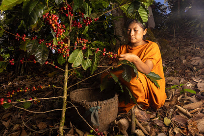 Yaguara Monthly Coffee Subscription